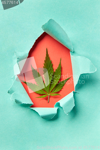 Image of Cannabis leaf in a torn paper frame.