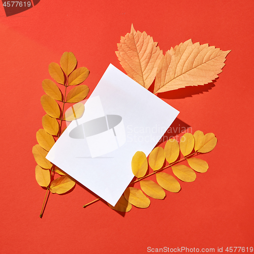 Image of Greeting card handmade from colorful autumn leaves with hard shadows.