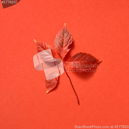 Image of Colorful grape leaf on a coral background with shadows.