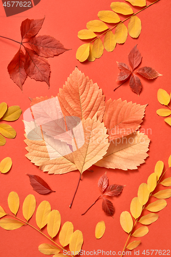 Image of Multicolored composition from autumn leaves on a coral background.