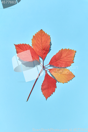 Image of Red grape leaves branch with hard shadows on a blue background.