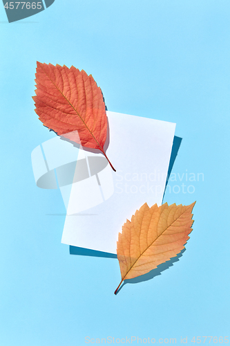 Image of Autumn leaves on a paper sheet on a pastel blue background.