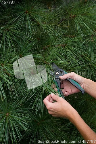 Image of Tree Trimming