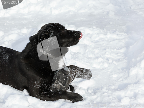 Image of Black Dog Enjoys Games In The Snow