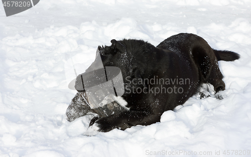 Image of Black Dog Gnawing Old Boot Lying In The Snow