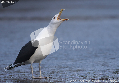 Image of Great Black-backed gull