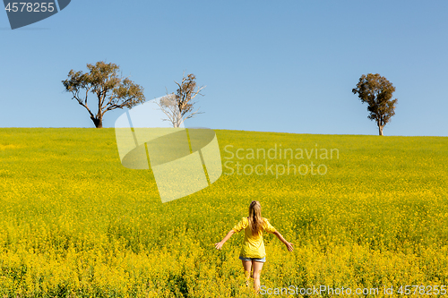 Image of Flowering canola in early spring