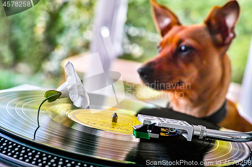 Image of Concept of a funny dog near a record player with vinyl disc
