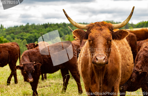 Image of Salers cows cattle in the nature