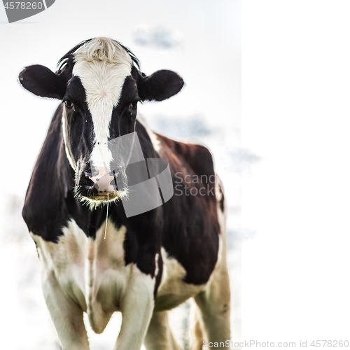 Image of Holstein cow standing over white sky