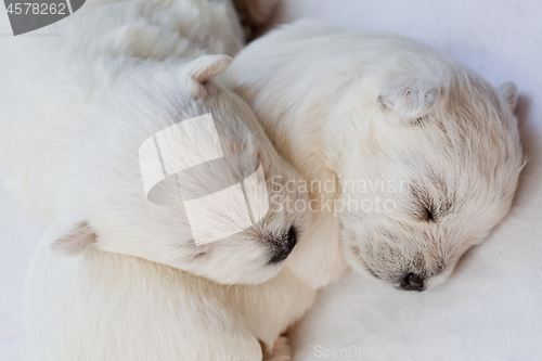 Image of Two sleeping white puppies