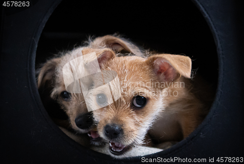 Image of Two puppies playing in a dark box