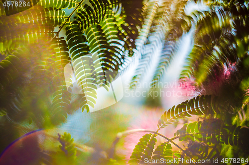 Image of Albizia julibrissin, silk tree in blossom