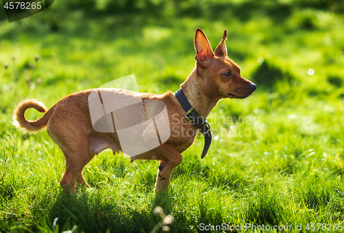 Image of Miniature pinscher dog in the nature