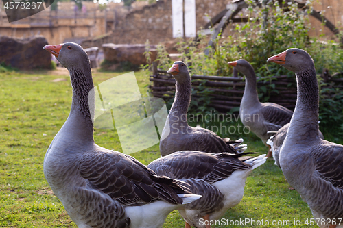 Image of Small group of geese walking