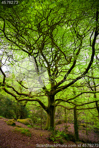 Image of Big old tree wih moss