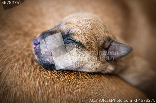 Image of Brown puppy sleeping over fur