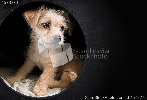 Image of Cute brown puppy in a dark box looking right