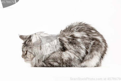 Image of Maine Coon sitting and looking away, isolated on white