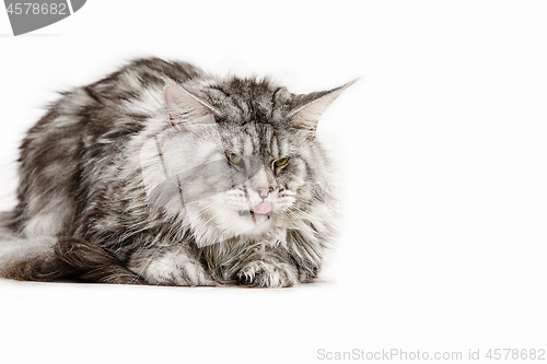 Image of Maine Coon sitting and looking away, isolated on white