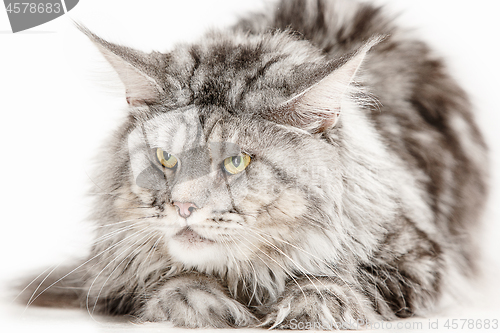 Image of Maine Coon sitting and looking away, isolated on white