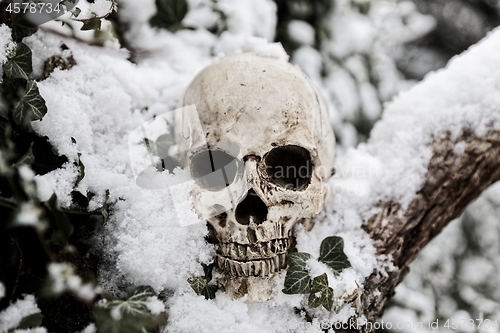 Image of Creepy human skull on the tree