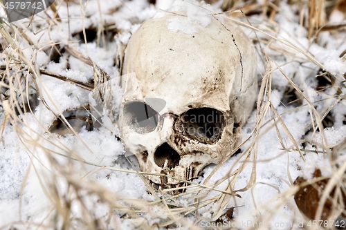 Image of Creepy human skull on the tree