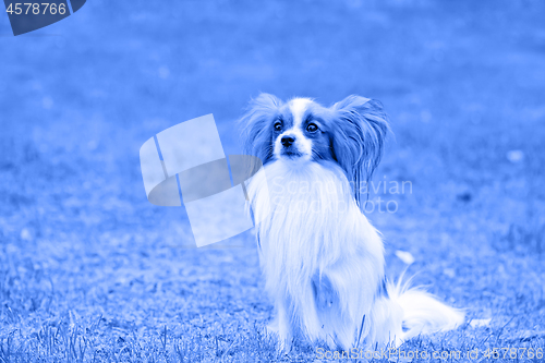 Image of Portrait of a papillon purebred dog. Blue toned.