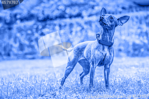 Image of Portrait of a red miniature pinscher dog. Blue toned.