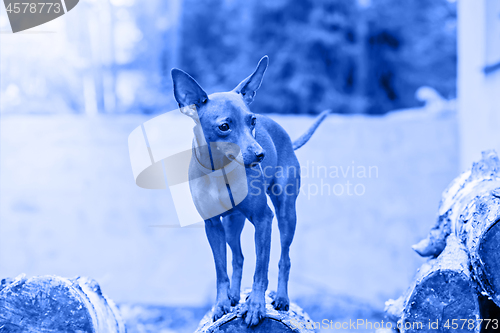 Image of Portrait of red miniature pinscher dog. Blue toned.