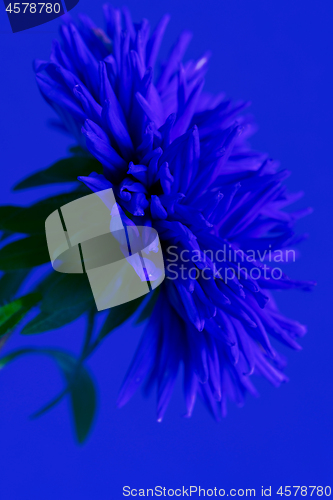 Image of Close-up image of the flower Aster. Blue toned.