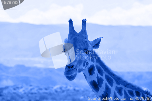 Image of Portrait of giraffe watching on you. Blue toned.