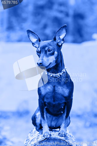 Image of Portrait of a miniature pinscher dog. Blue toned.