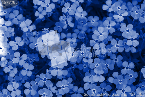 Image of Background of flowers. Blue toned.