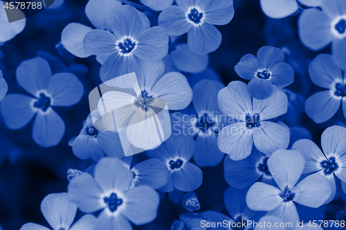 Image of Background of flowers. Blue toned.
