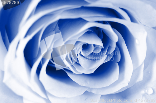 Image of Pastel shade roses. Blue toned.