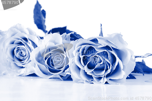 Image of Pastel shade roses. Blue toned.