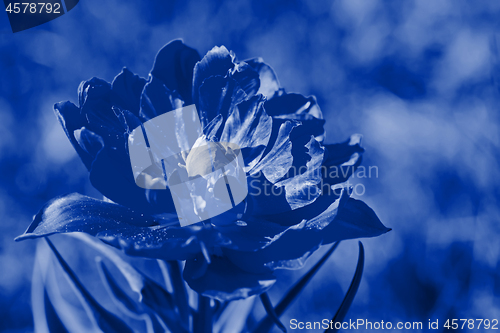 Image of Beautiful macro tulip over blurred background. Blue toned.
