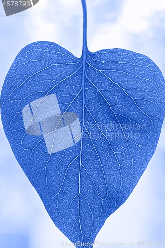 Image of Macro shot of leaf. Blue toned.