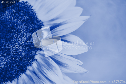 Image of Macro shot of blooming sunflower. Blue toned.