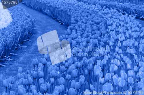 Image of Flower beds of tulips. Blue toned.