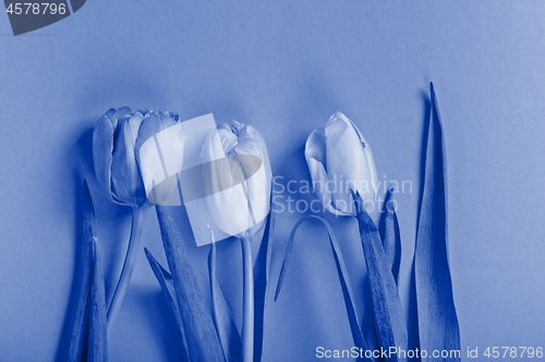 Image of Three tulips. Blue toned.