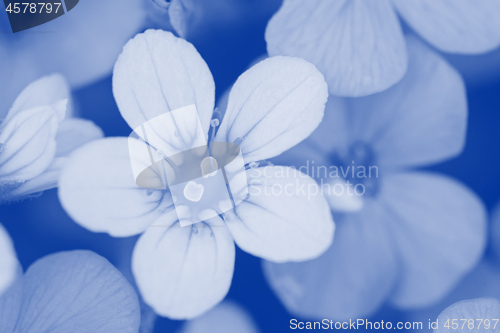 Image of Background of flowers. Blue toned.