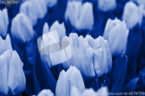 Image of Tulips. Blue toned.