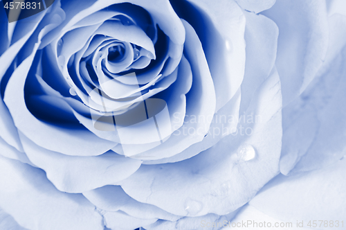 Image of Pastel shade roses. Blue toned.