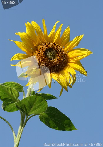 Image of Sunny Sunflower