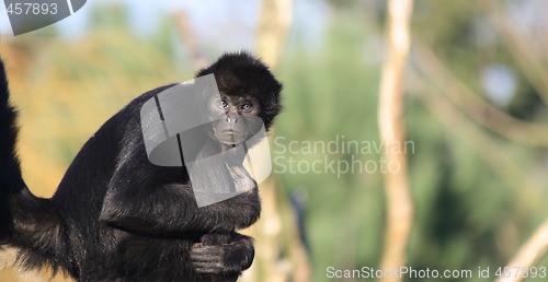 Image of Staring Colombian Spider Monkey