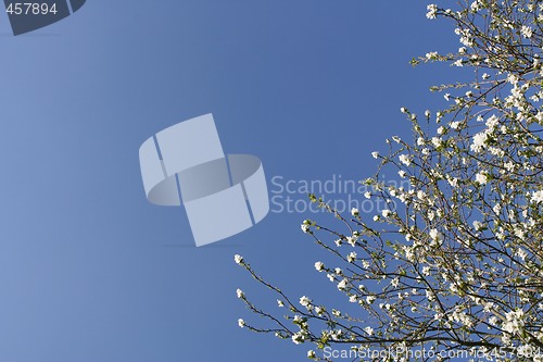 Image of Shrub with white flowers