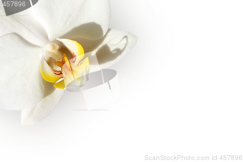 Image of White orchid card