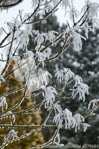 Image of Icy Frosted Branches